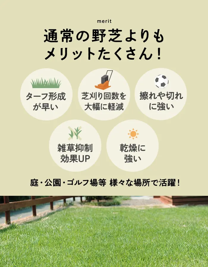 通常の野芝よりもメリットたくさん!