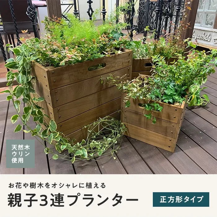親子3連プランター