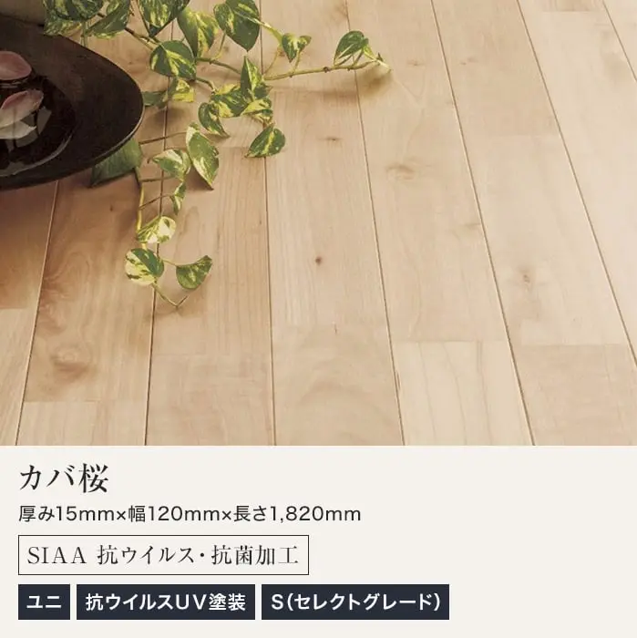 カバ桜 SIAA 抗ウイルス・抗菌加工