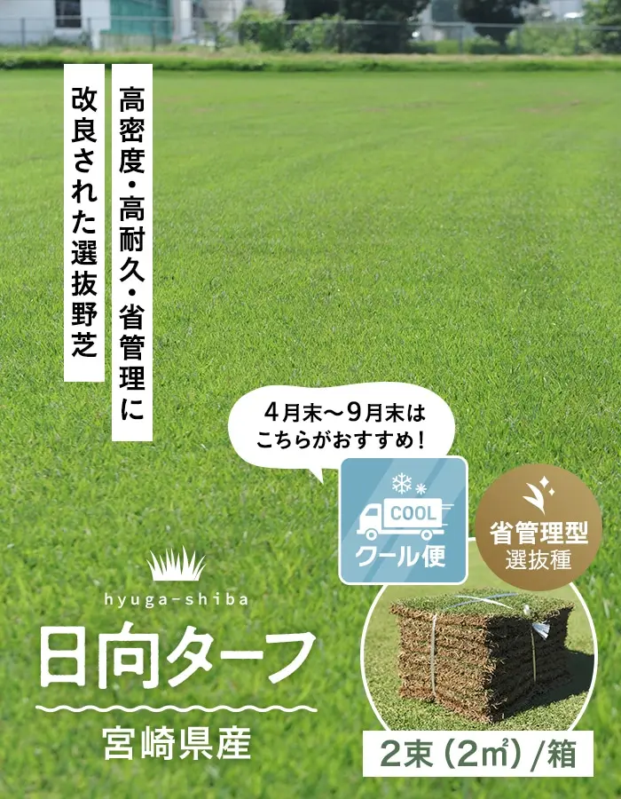 高密度・高耐久・省管理に改良された選抜野芝