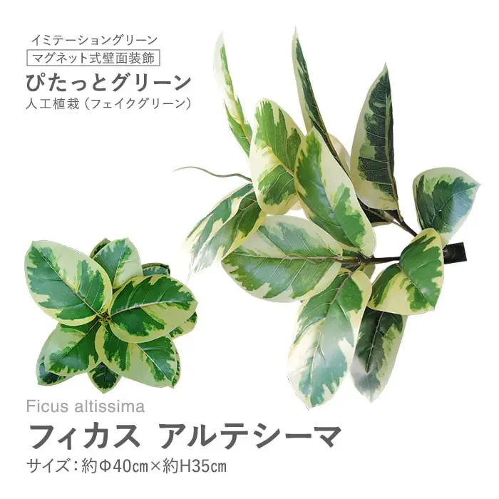 マグネット式壁面装飾 ぴたっとグリーン 人工植栽 フィカス アルテシーマ【掲載品番】PG-014