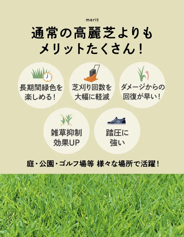 通常の高麗芝よりもメリットたくさん!