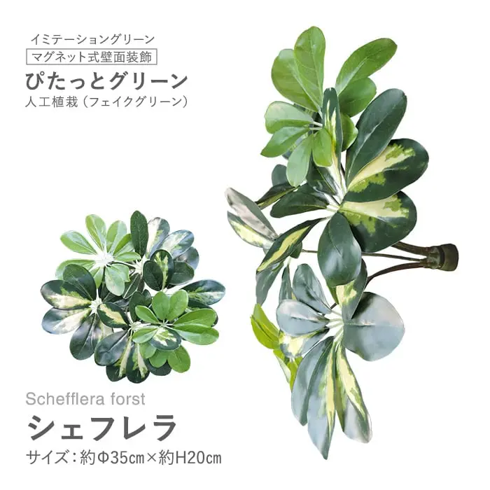 マグネット式壁面装飾 ぴたっとグリーン 人工植栽 シェフレラ【掲載品番】PG-013