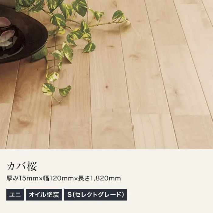カバ桜 ユニ オイル塗装 S(セレクトグレード)