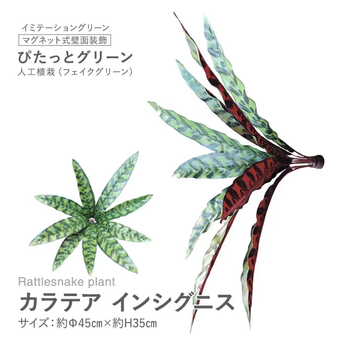 マグネット式壁面装飾 ぴたっとグリーン 人工植栽 カラテア インシグニス【掲載品番】PG-010