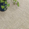 シープホワイト