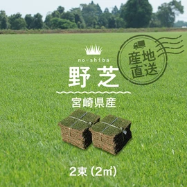 葉が丈夫で踏みつけに強い宮崎県産の野芝です