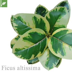 マグネット式壁面装飾 ぴたっとグリーン 人工植栽 フィカス アルテシーマ