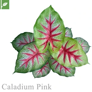 マグネット式壁面装飾 ぴたっとグリーン 人工植栽 カラディウム ピンク
