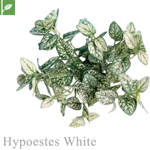 マグネット式壁面装飾 ぴたっとグリーン 人工植栽 ヒポエステス ホワイト