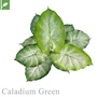 マグネット式壁面装飾 ぴたっとグリーン 人工植栽 カラディウム グリーン
