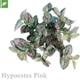 マグネット式壁面装飾 ぴたっとグリーン 人工植栽 ヒポエステス ピンク